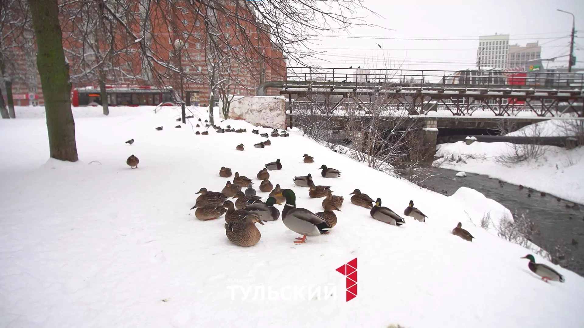 В Туле фиксируют аномальный прирост уток
