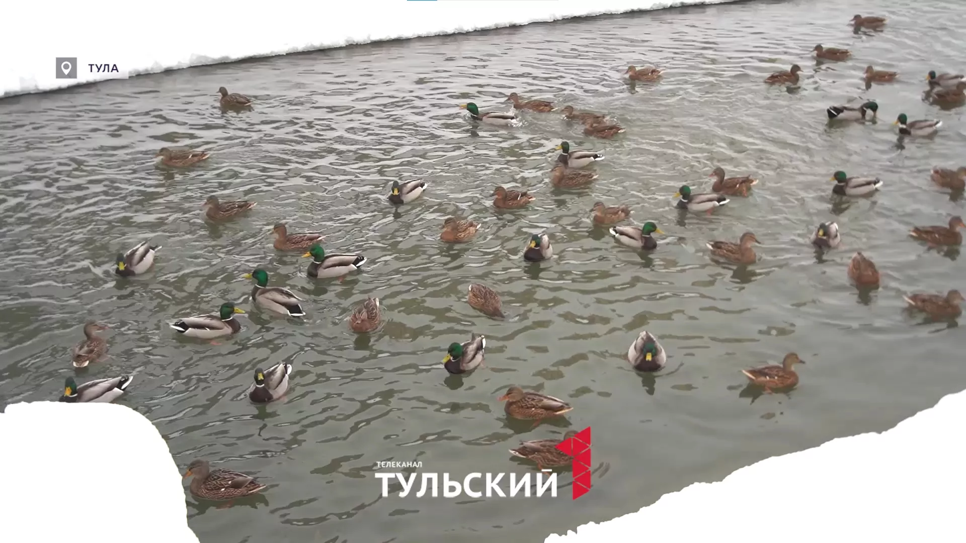 В Туле фиксируют аномальный прирост уток