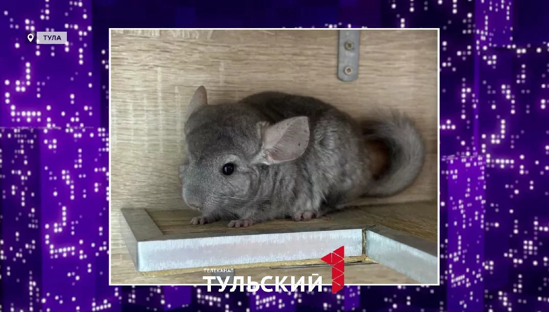 Тулячка купила в зоомагазине шиншиллу с сюрпризом