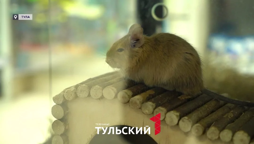 Тулячка купила в зоомагазине шиншиллу с сюрпризом