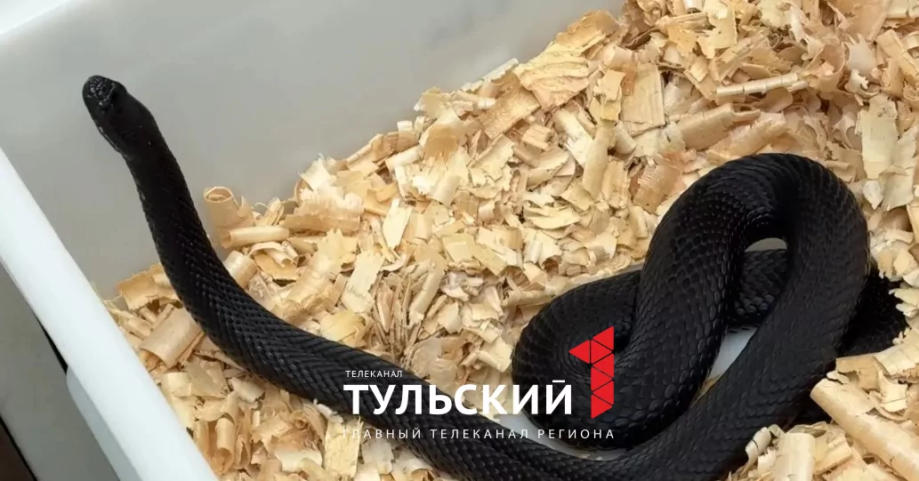 В Тульском экзотариуме раскрыли порядок действий после укуса гадюки