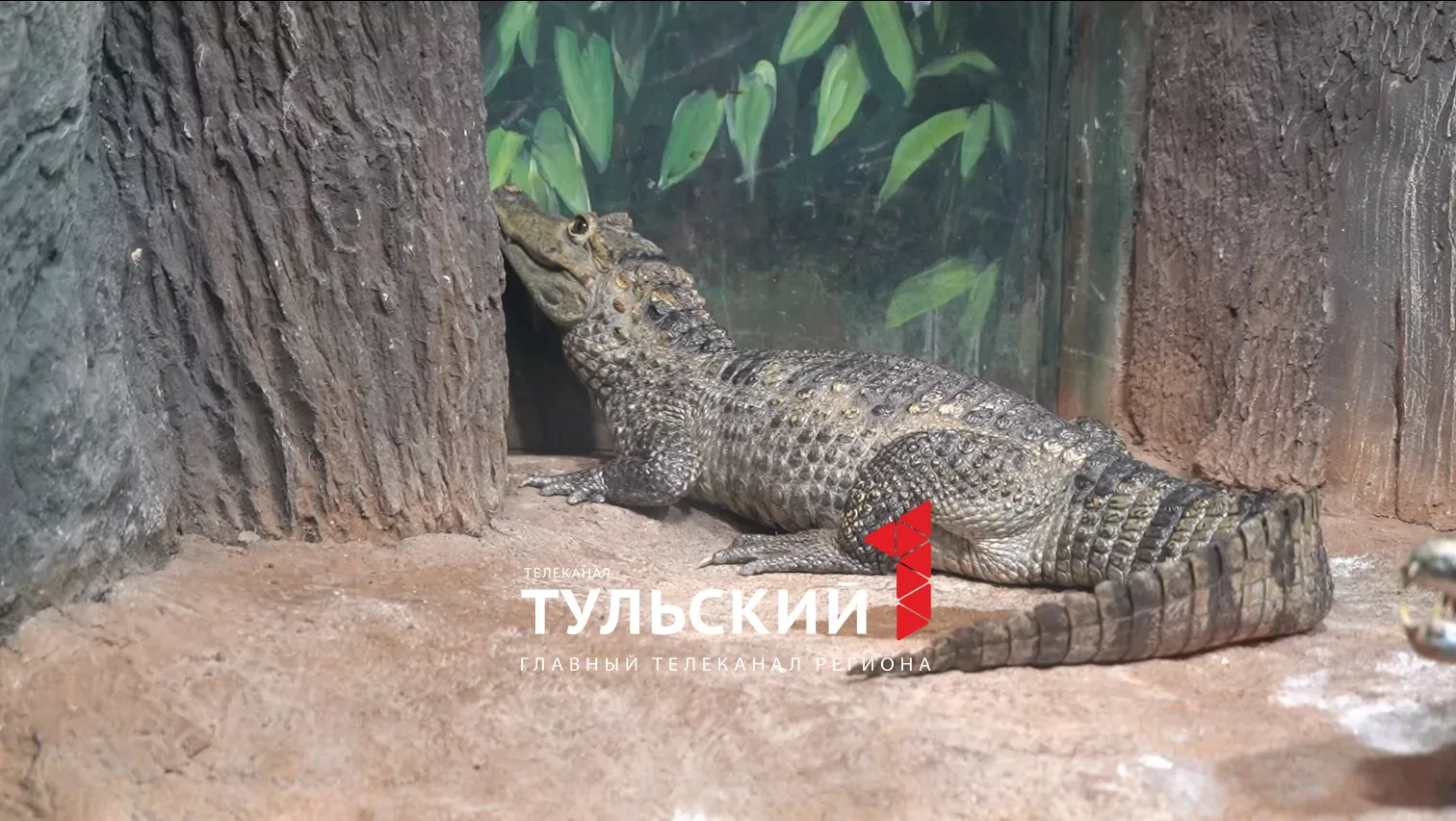 Кайману Геннадию из Тульского экзотариума подселили подругу Антонину