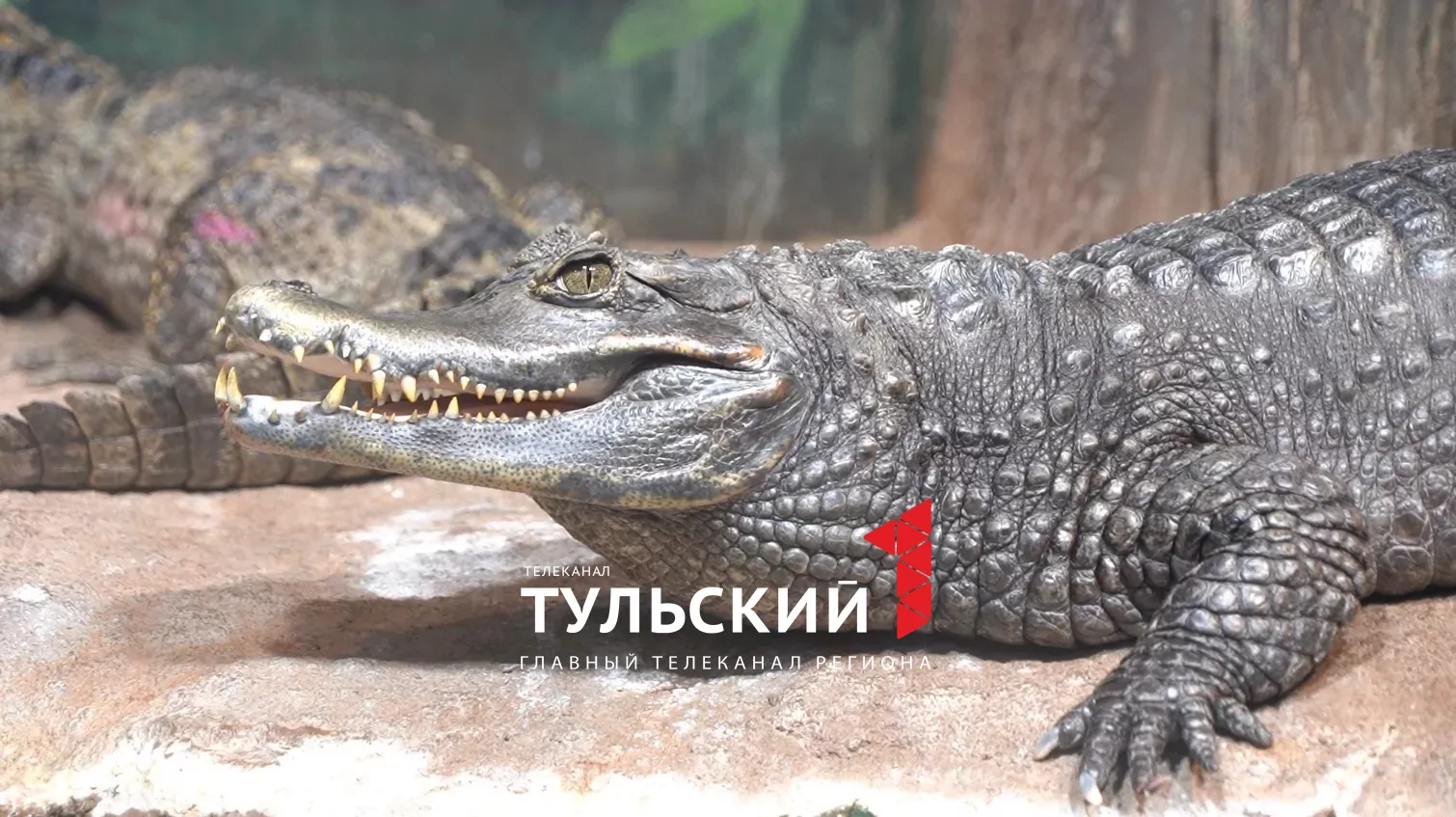 Кайману Геннадию из Тульского экзотариума подселили подругу Антонину