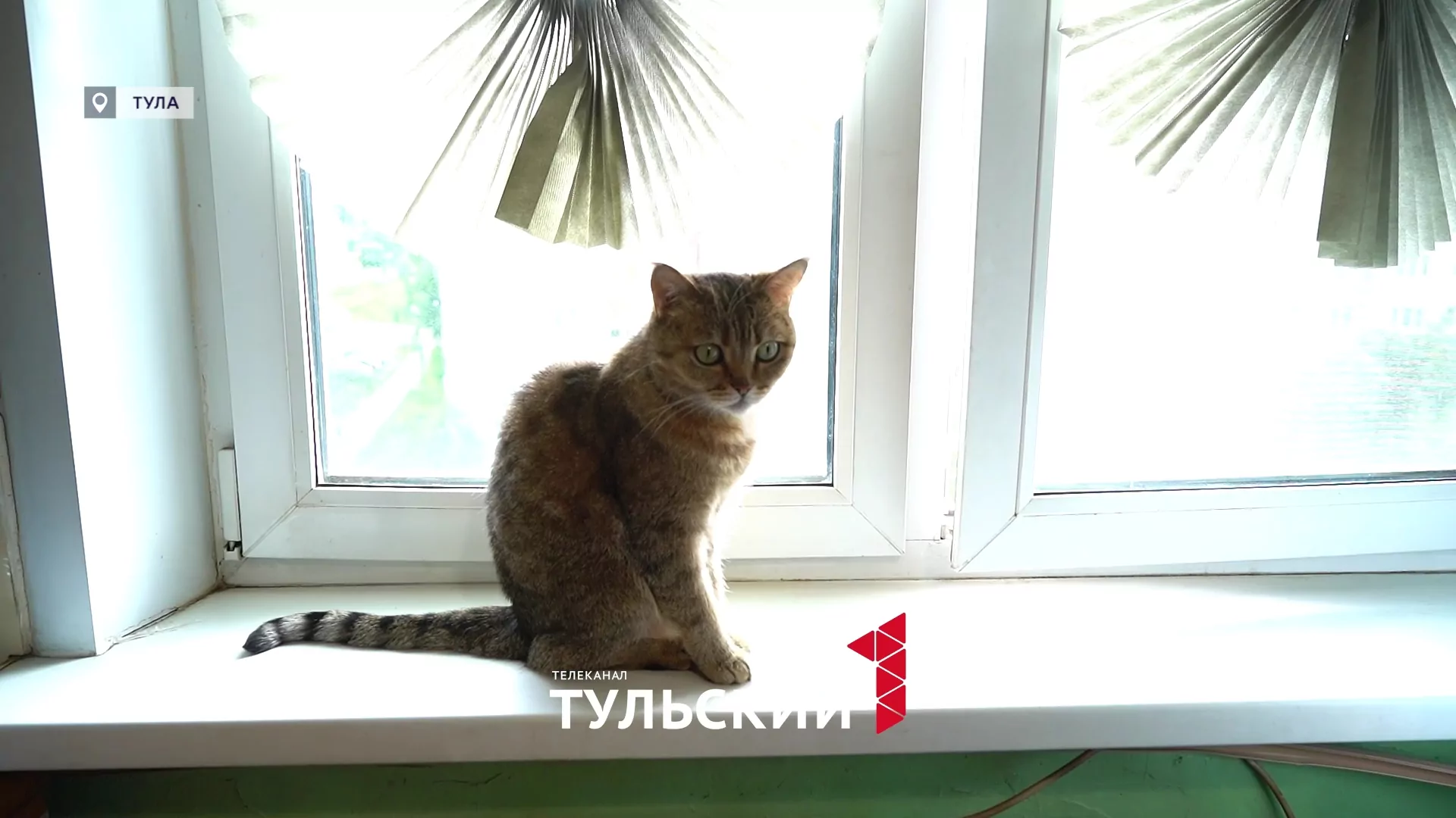 Волонтеры в Туле на свои деньги открывают приюты для брошенных животных
