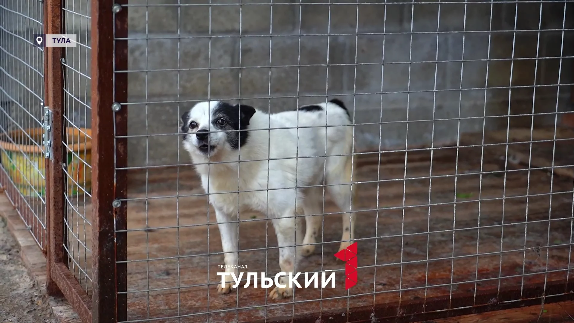 Волонтеры в Туле на свои деньги открывают приюты для брошенных животных