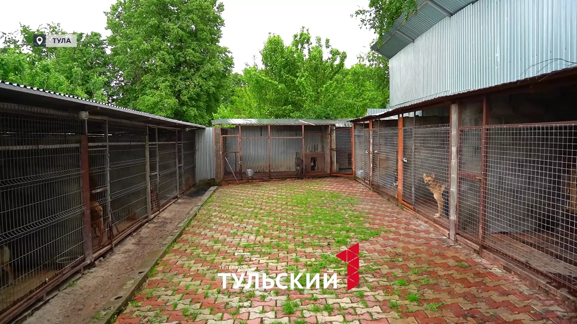 Волонтеры в Туле на свои деньги открывают приюты для брошенных животных