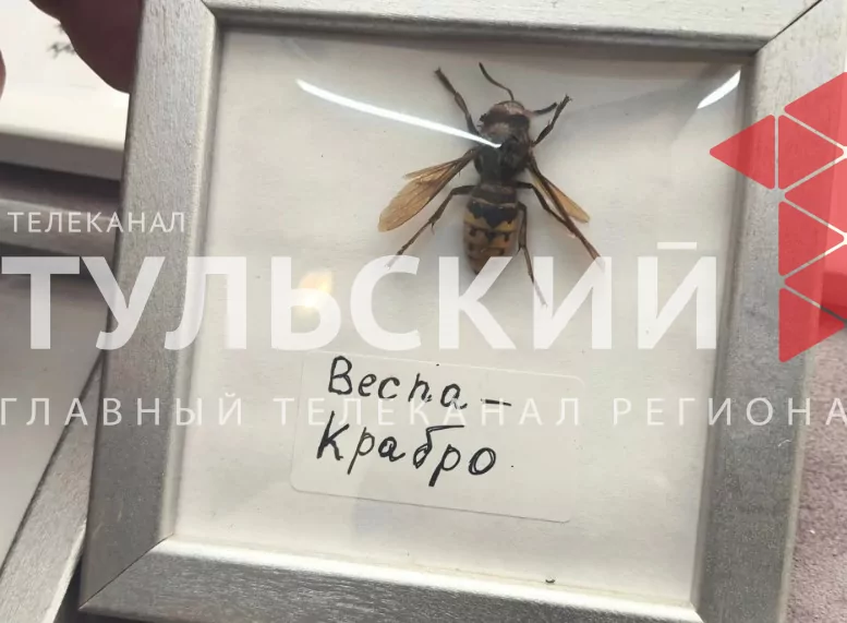 Тульский школьник собрал коллекцию экзотических насекомых с пяти континентов
