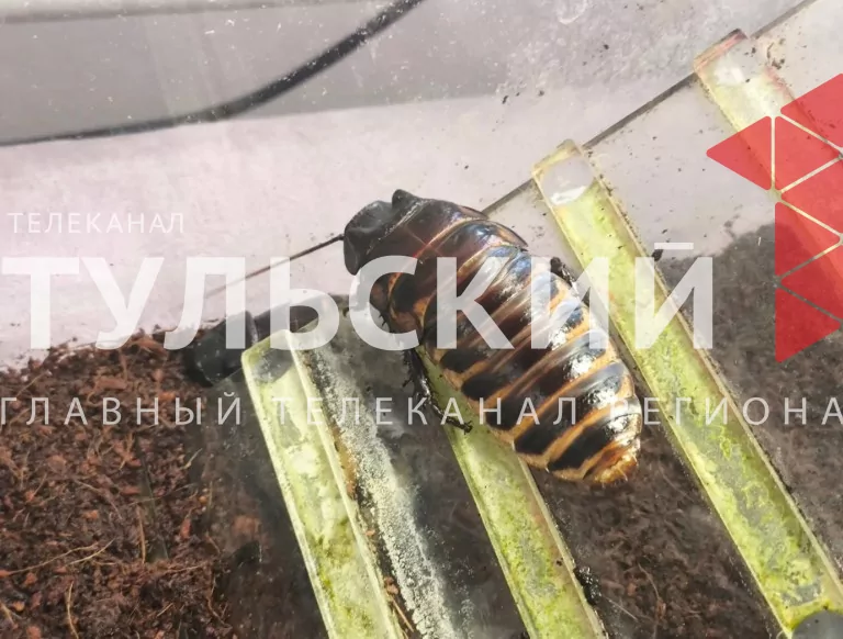 Тульский школьник собрал коллекцию экзотических насекомых с пяти континентов