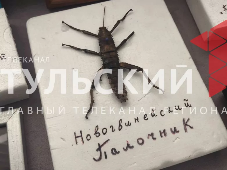 Тульский школьник собрал коллекцию экзотических насекомых с пяти континентов