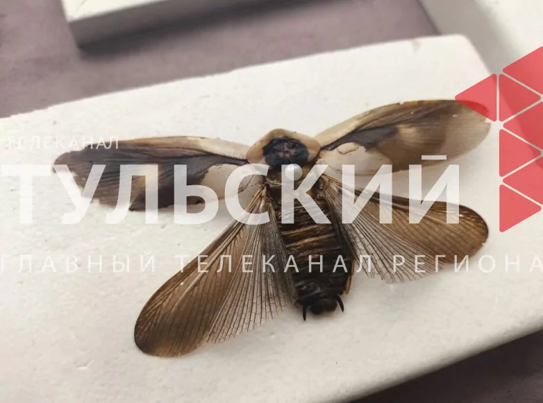 Тульский школьник собрал коллекцию экзотических насекомых с пяти континентов