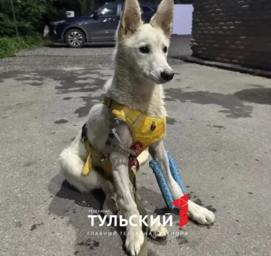 Авария на трассе и три перелома: щенок Умка ищет любящих хозяев