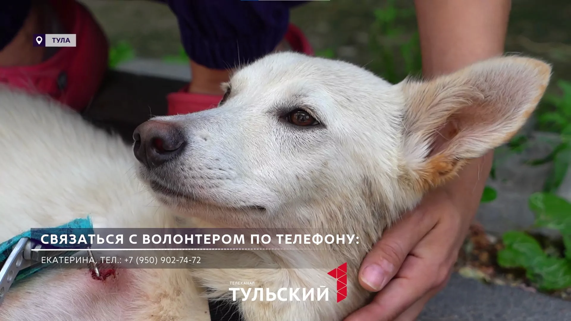 В Туле водитель переехал собаку и бросил умирать