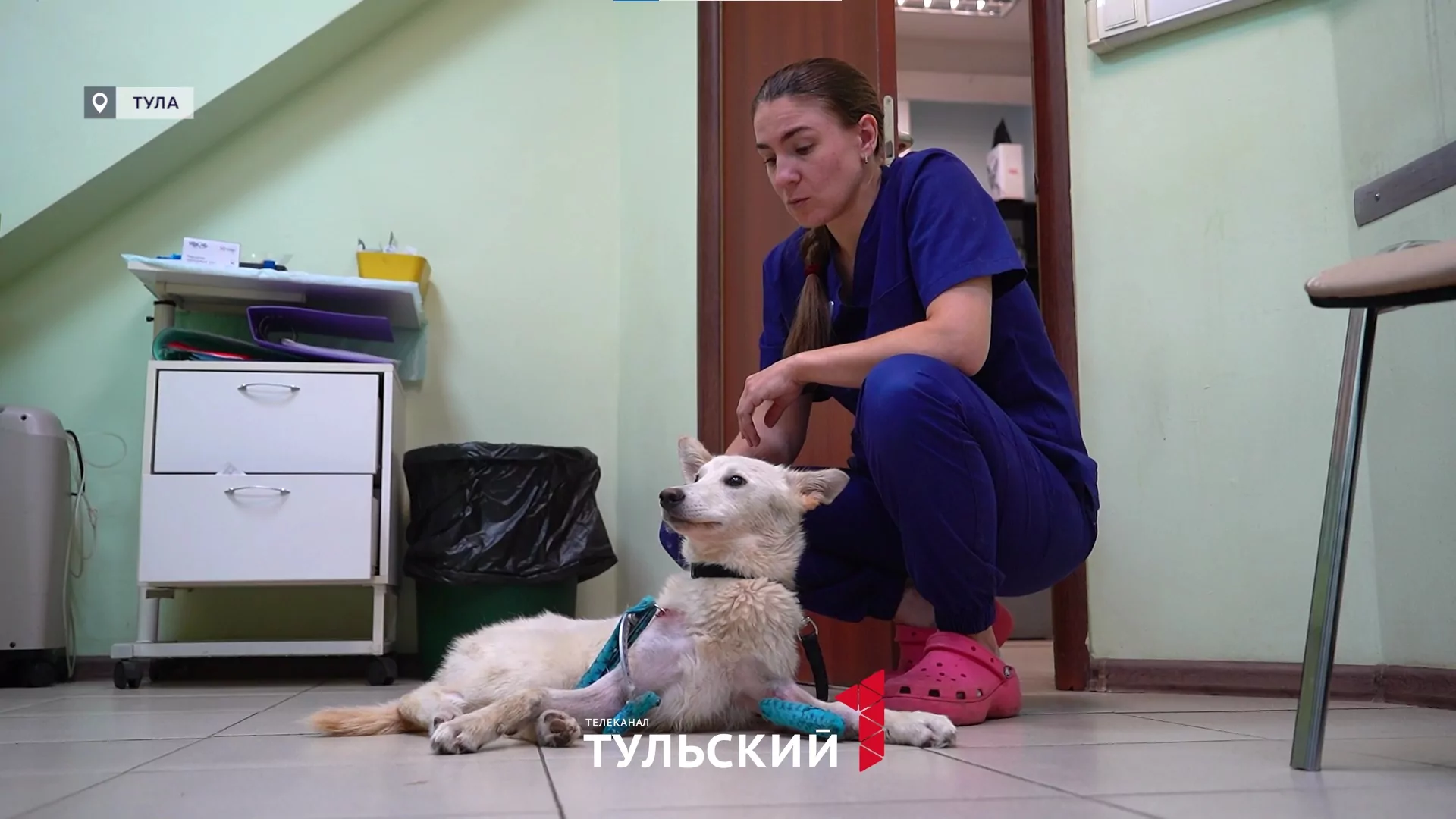 В Туле водитель переехал собаку и бросил умирать