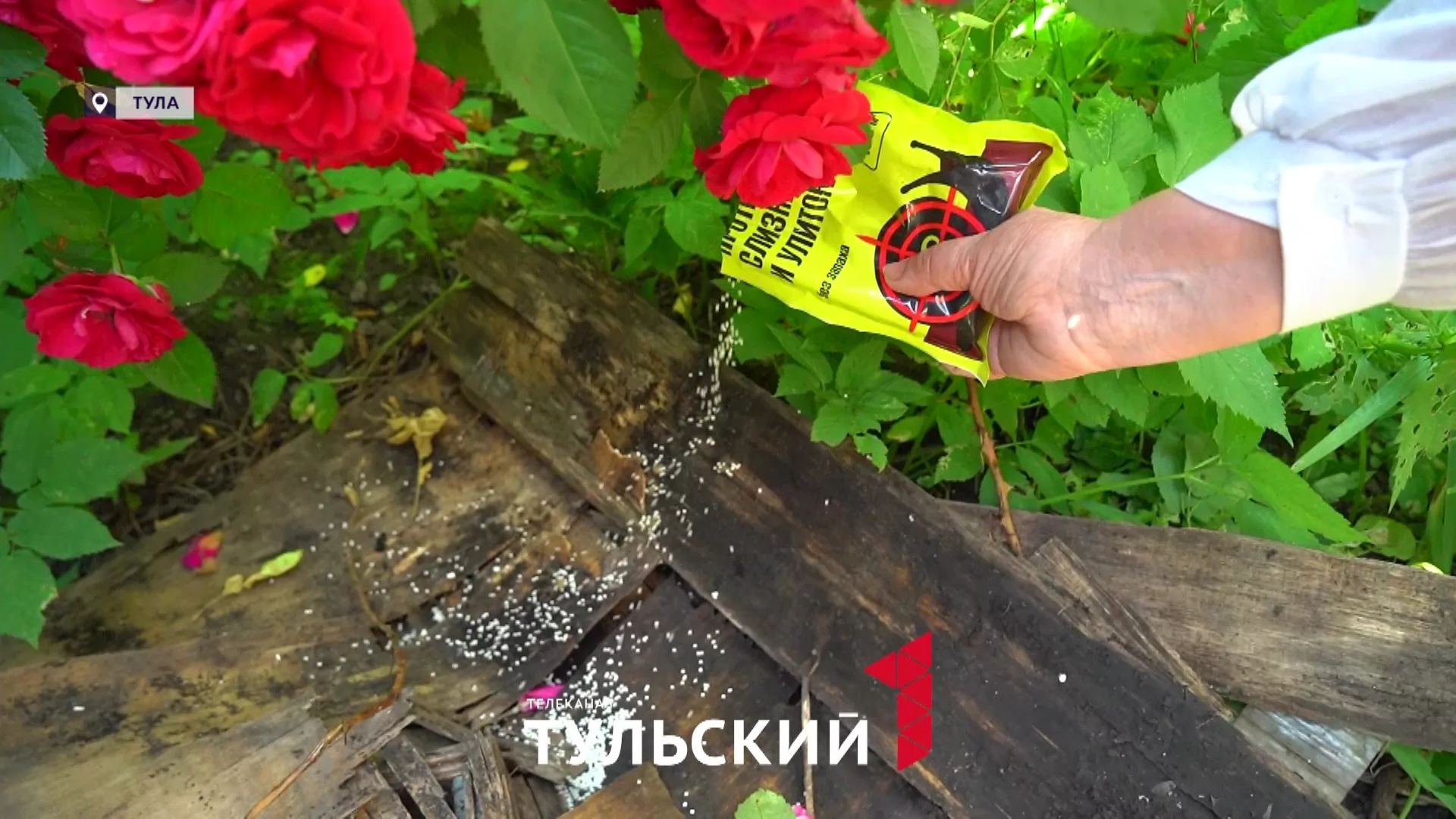 Опытный садовод назвала худшее сочетание растений на участке