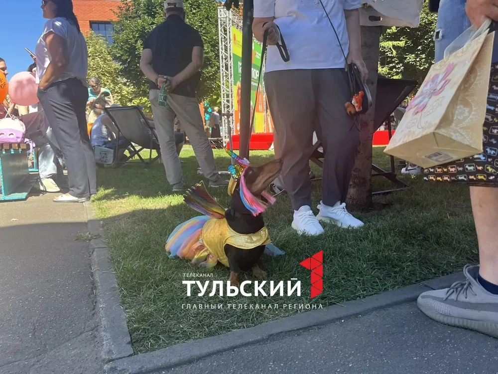 В Туле прошел показ пушистых модников "Гав-кутюр"