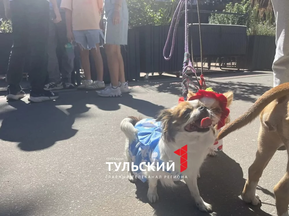 В Туле прошел показ пушистых модников "Гав-кутюр"