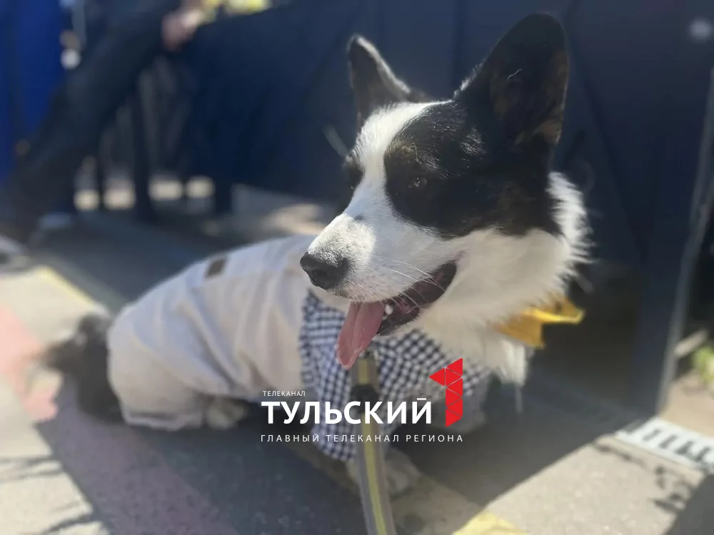 В Туле прошел показ пушистых модников "Гав-кутюр"