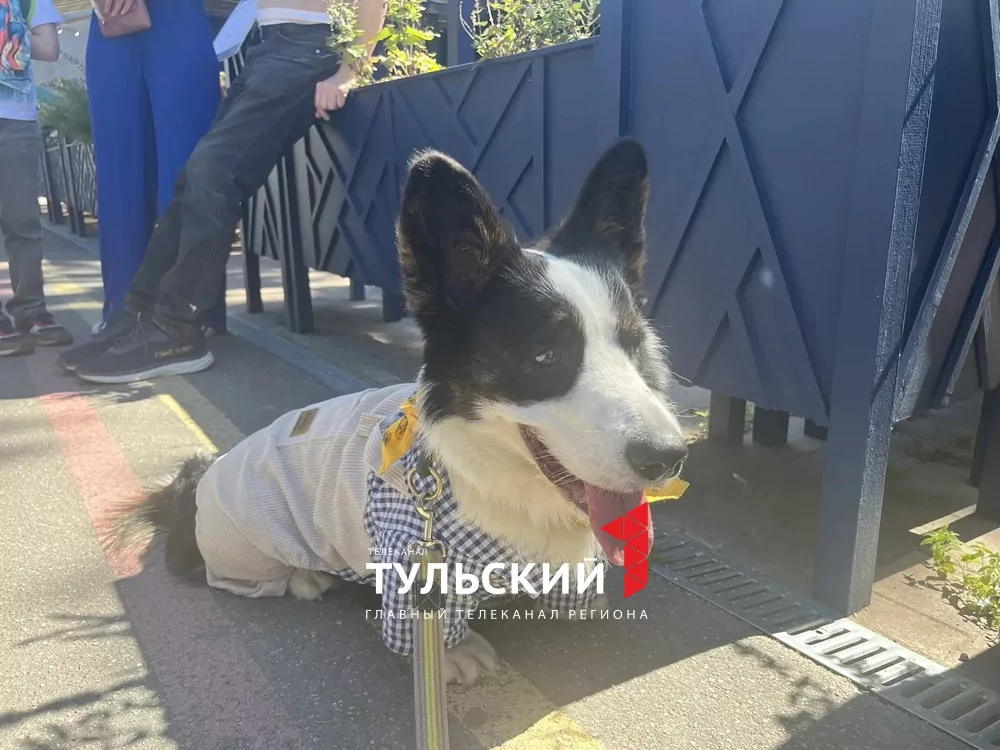 В Туле прошел показ пушистых модников "Гав-кутюр"