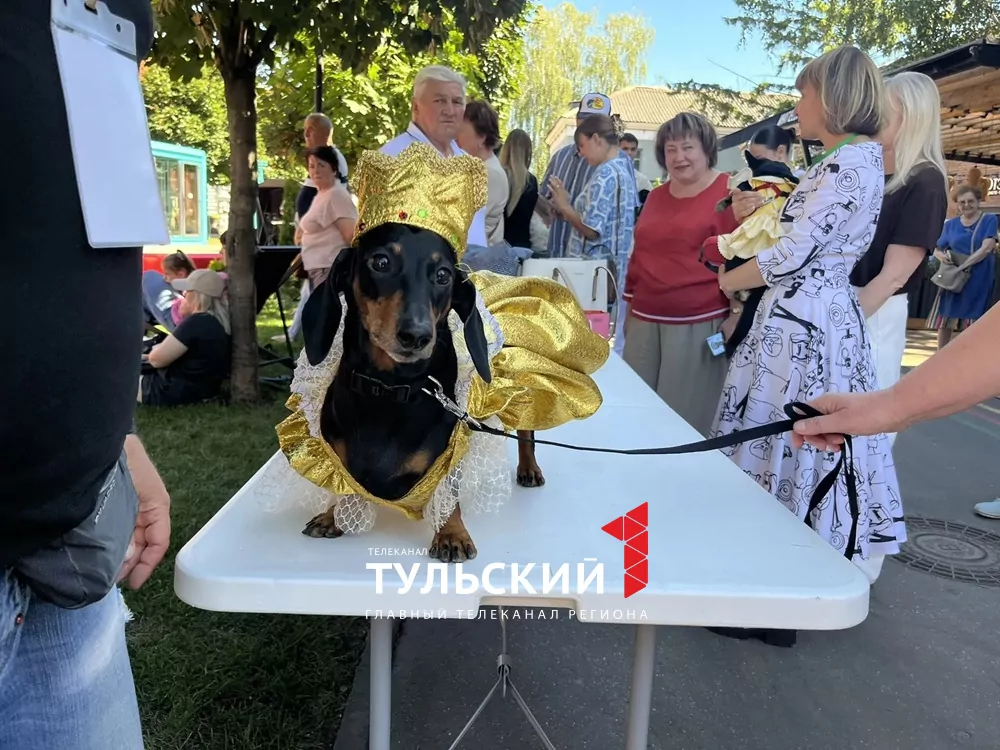 В Туле прошел показ пушистых модников "Гав-кутюр"