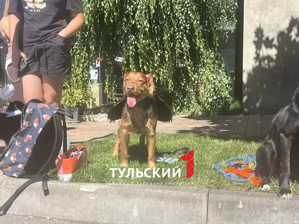 В Туле прошел показ пушистых модников "Гав-кутюр"