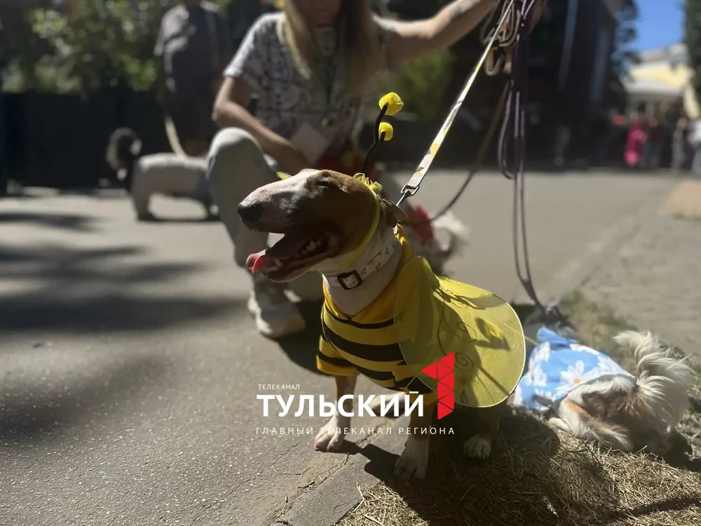 В Туле прошел показ пушистых модников "Гав-кутюр"