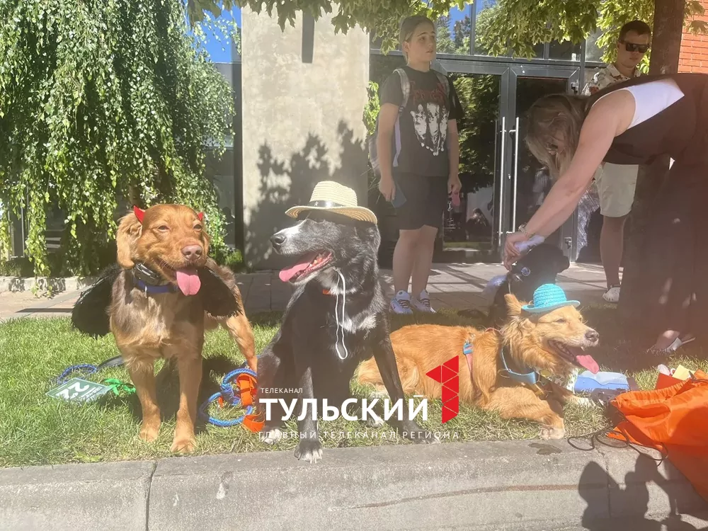 В Туле прошел показ пушистых модников "Гав-кутюр"