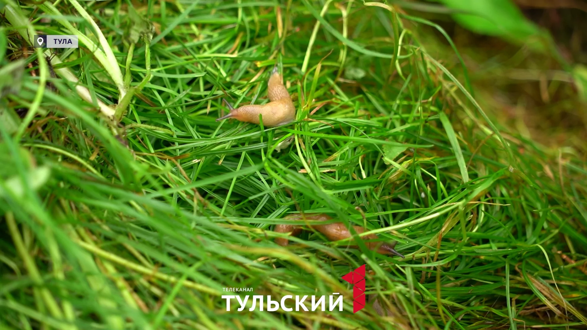 Грядки туляков из-за дождливой погоды атаковали испанские слизни