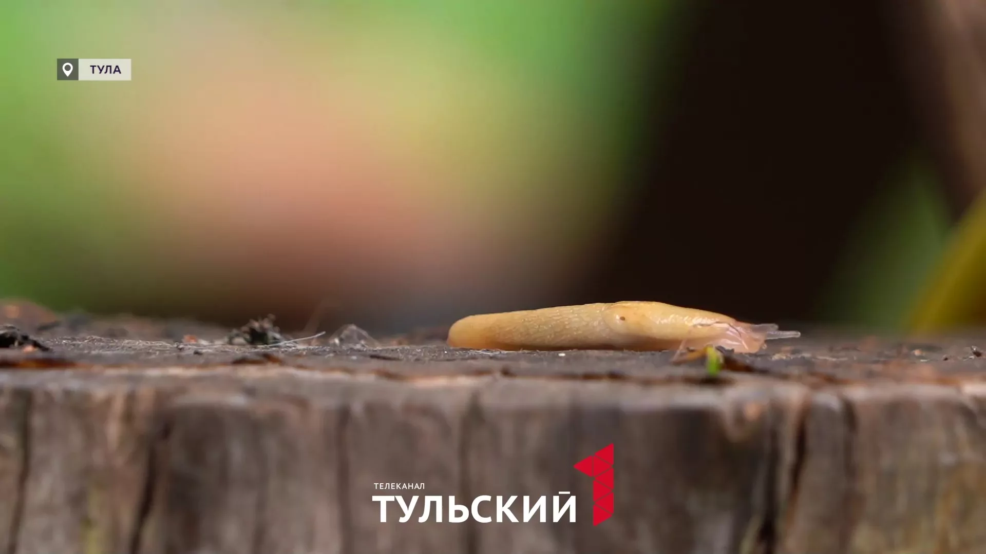 Грядки туляков из-за дождливой погоды атаковали испанские слизни