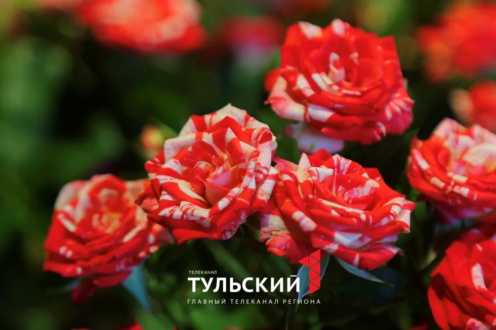 Сколько будут стоит цветы к 1 сентября: большой обзор