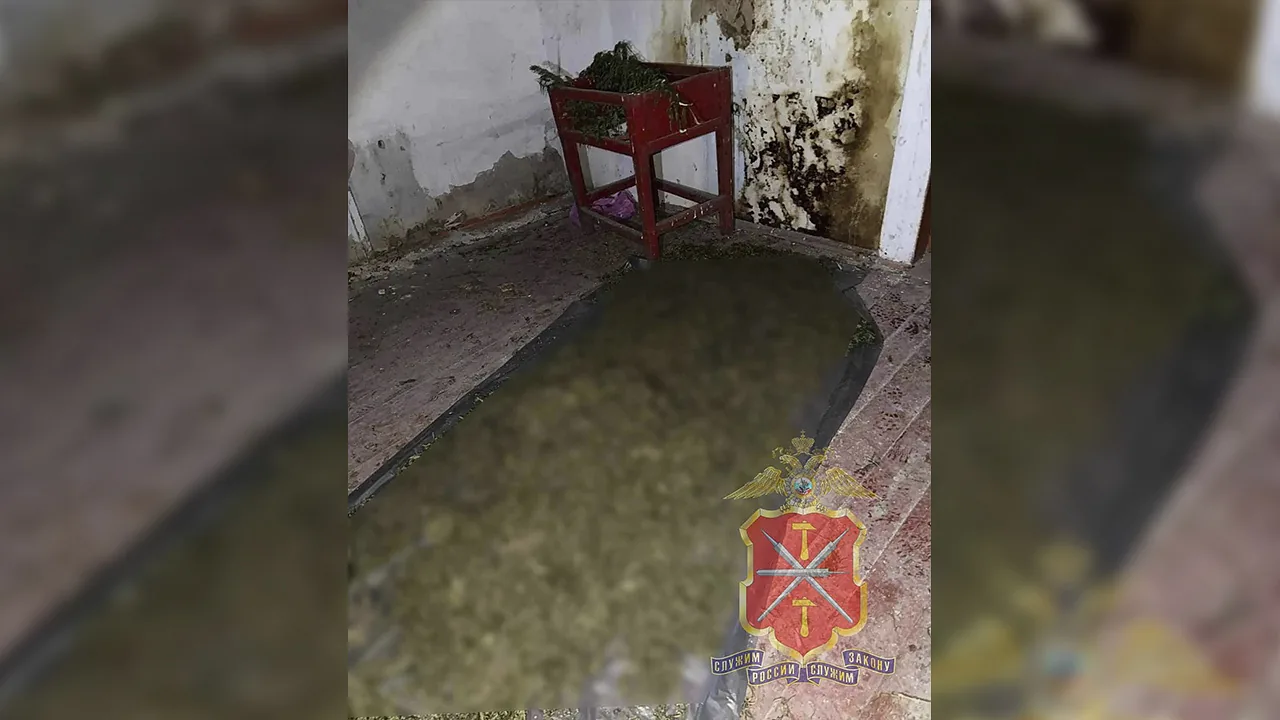 Рецидивист спрятал в "заброшке" под Куркино 7 кг наркотиков