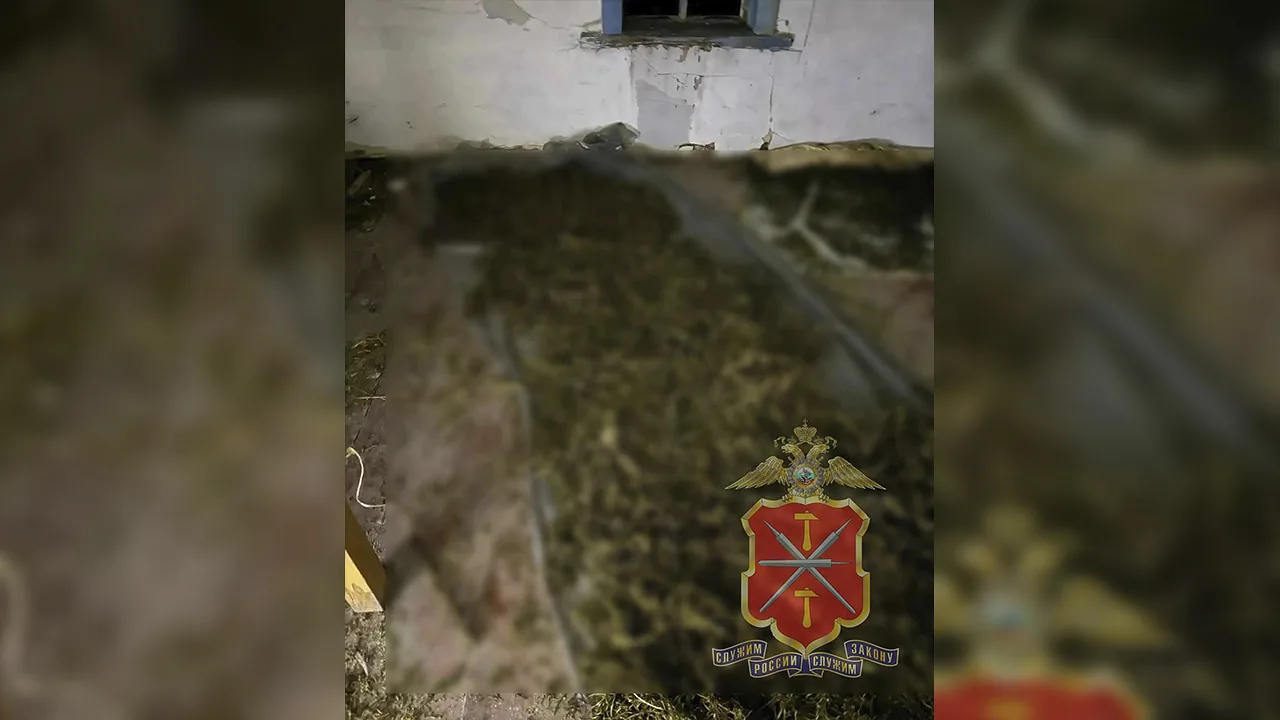 Рецидивист спрятал в "заброшке" под Куркино 7 кг наркотиков