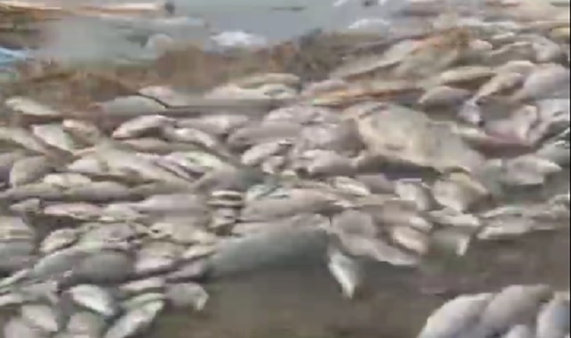 Прокуратура взяла на контроль проверку по факту массовой гибели рыбы в Ясногорске