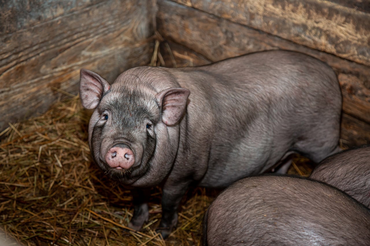 В Тульской области суд рассмотрит дело о запрете фермеру разводить свиней
