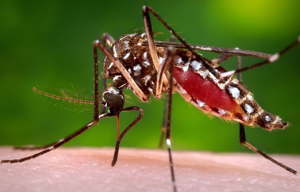 Ученые выяснили, могут ли комары переносить коронавирус