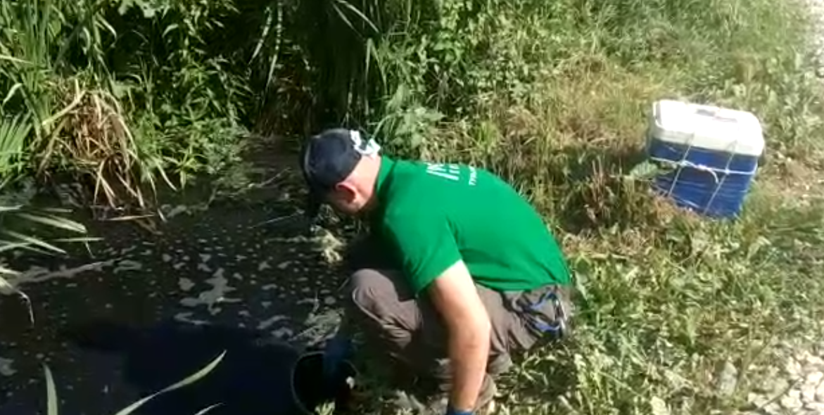 Природоохранная прокуратура проверит воду в пруду под Тулой
