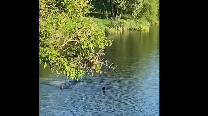В Туле в нижнем пруду Центрального парка заметили купающихся