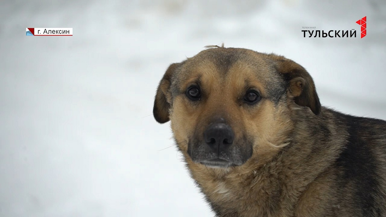 В Алексине во время отлова бездомных животных погибла собака