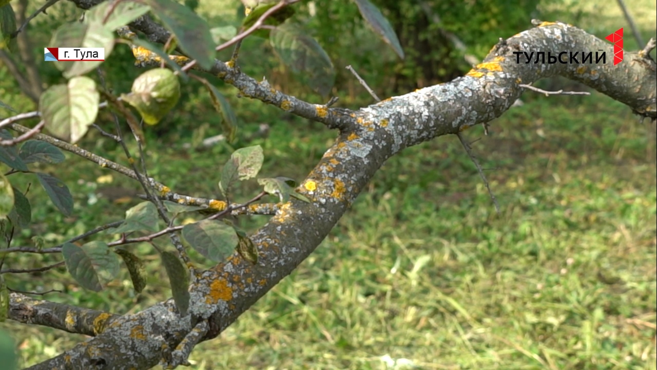 Плодовые деревья в Тульской области уничтожает лишайник