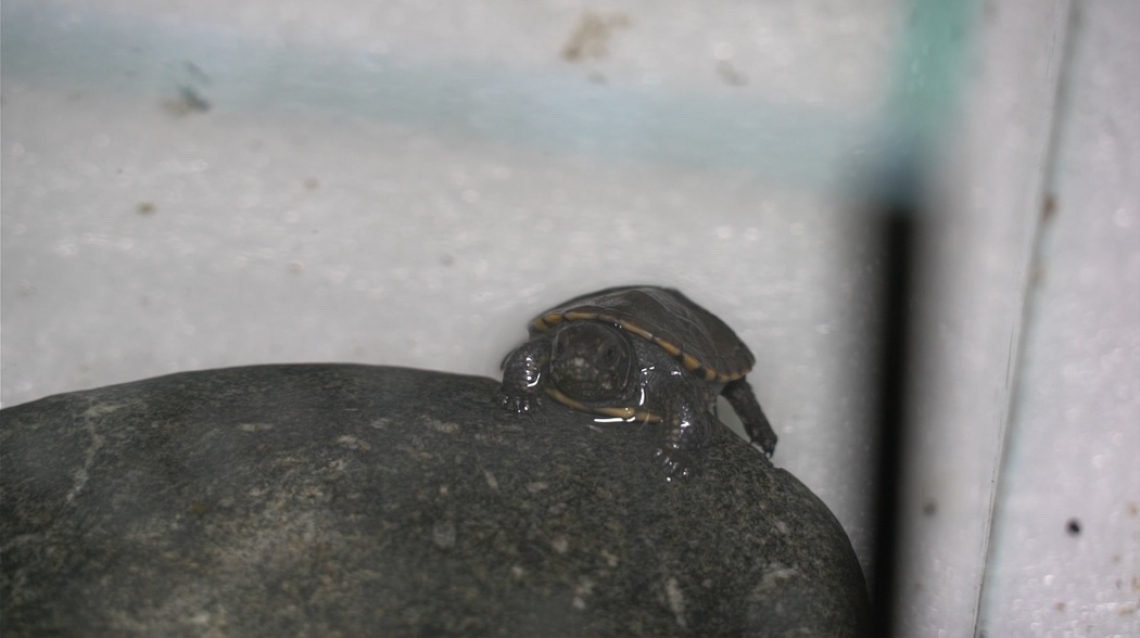 В Тульском экзотариуме ожидается пополнение краснокнижных черепах