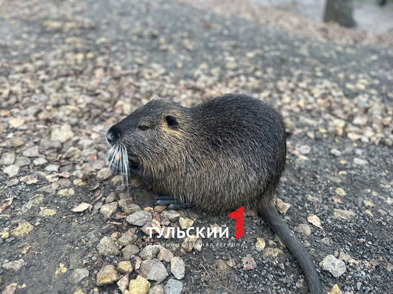 Тульский заводчик рассказал, почему у нутрий оранжевые зубы