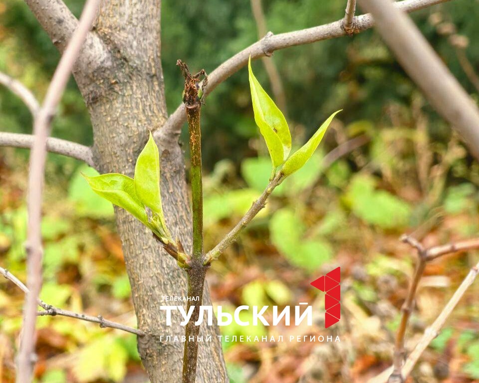 В Туле в конце ноября начала цвести сирень
