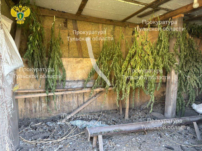 Под Богородицком мужчину будут судить за сорванную коноплю