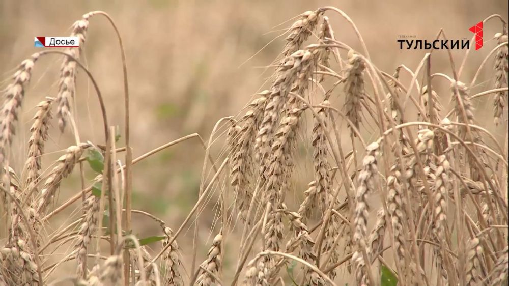 В Тульской области уже собрали более 1 миллиона тонн зерновых культур