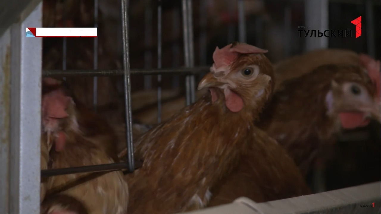 В Туле птицефабрика нарушала регламент хранения зерна