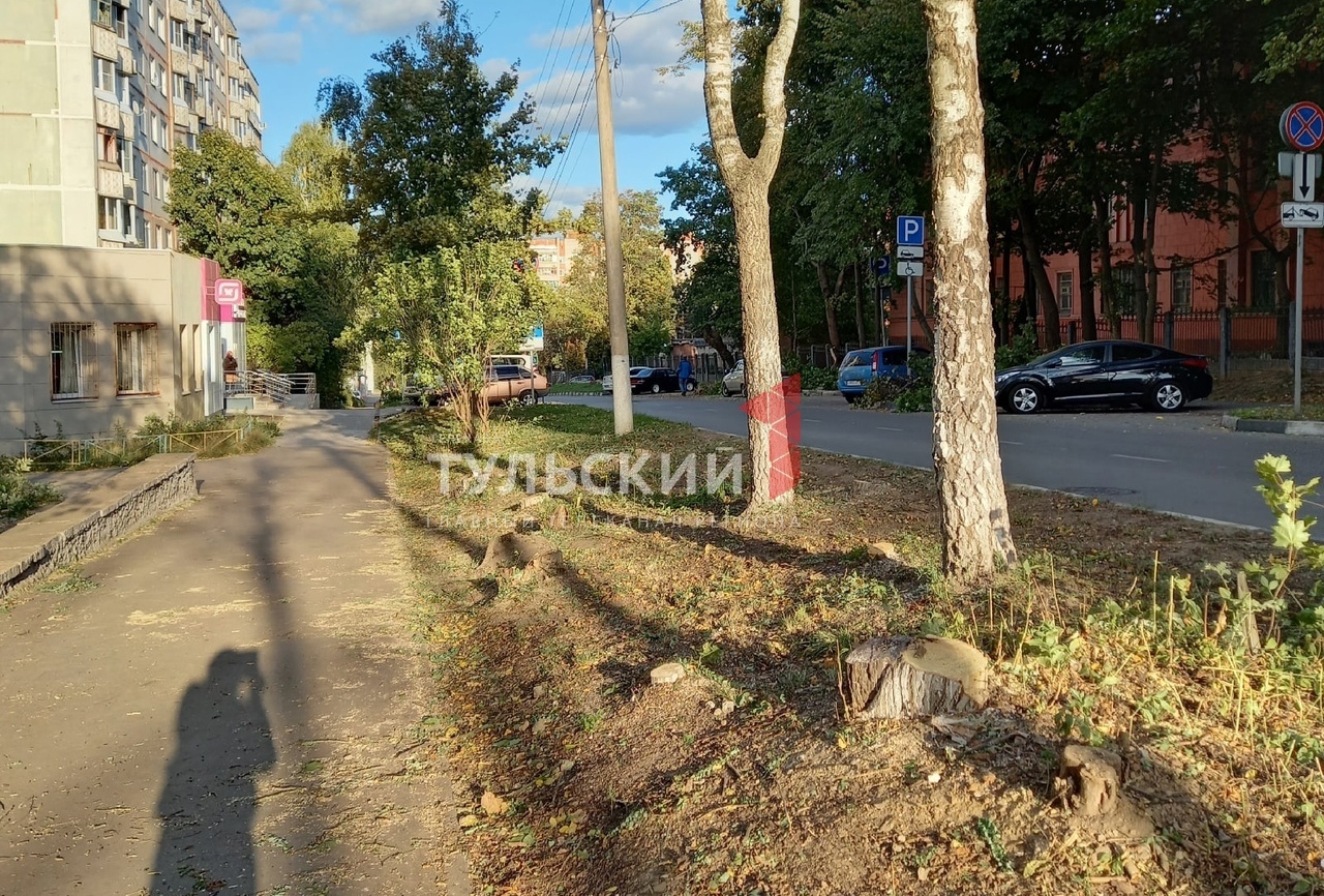 В Туле на улице Революции спилили деревья: администрация дала комментарий
