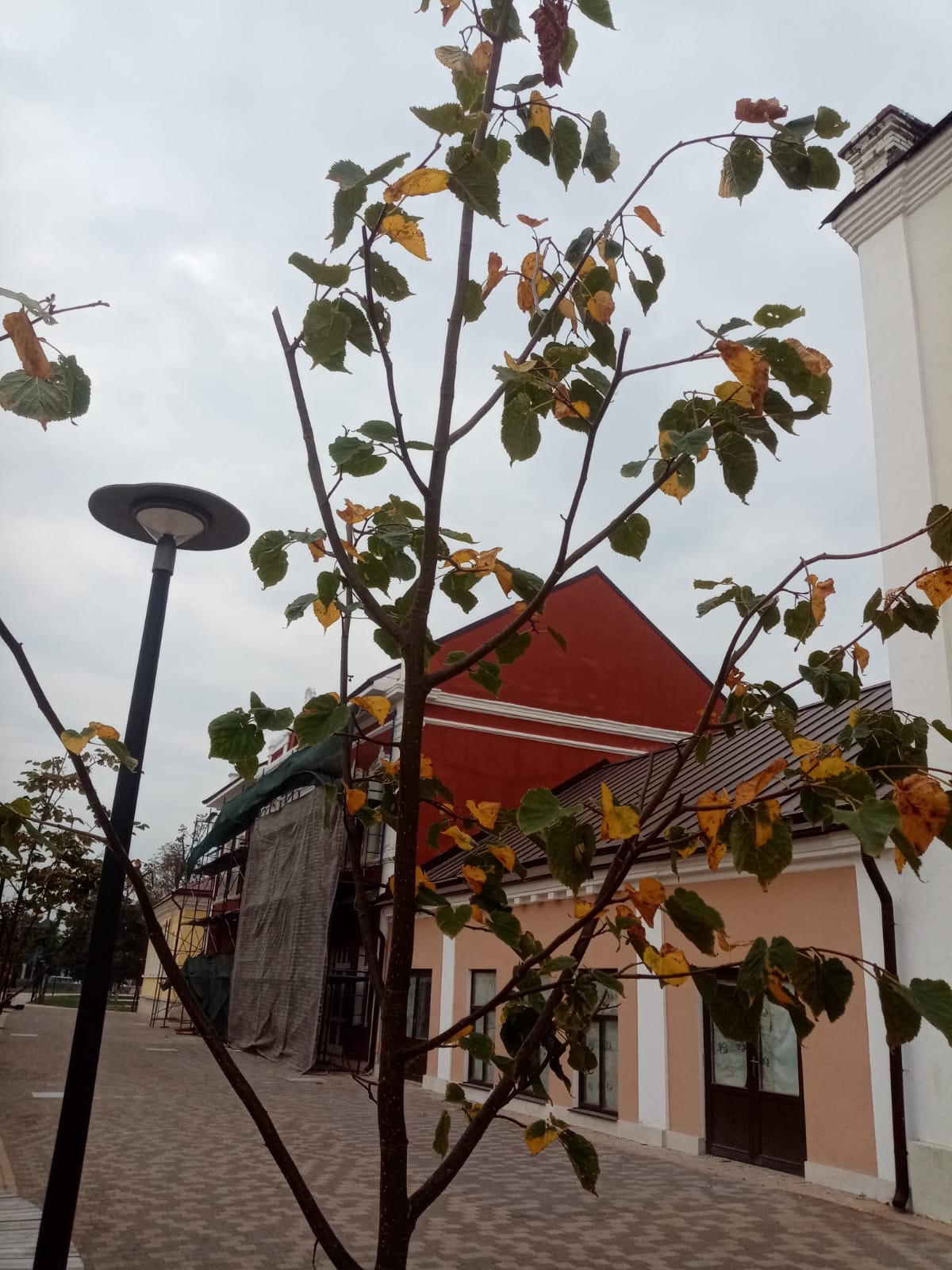 Вместо поломанных вандалом лип на улице Металлистов в Туле посадили новые деревья