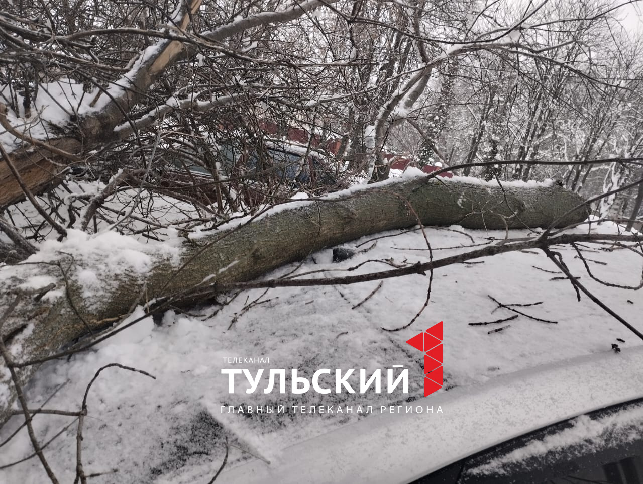 В Киреевском районе на машину упало дерево - Новости Тулы и области -  1tulatv