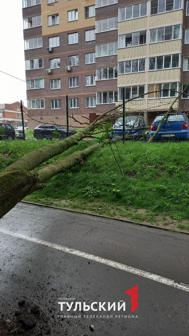 Из-за сильного ветра в Туле в Платоновском парке рухнуло дерево - Новости  Тулы и области - 1tulatv