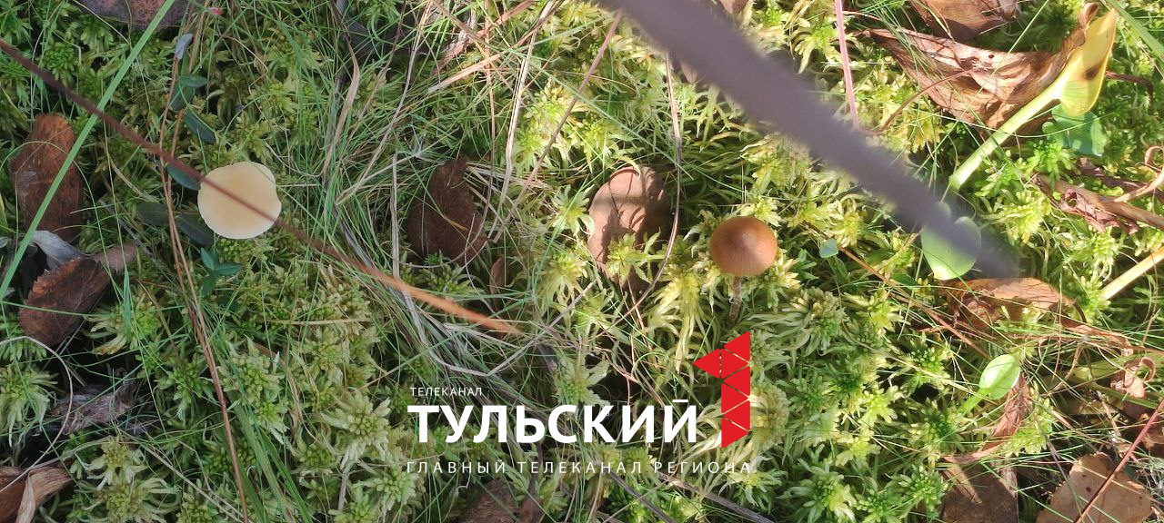 На болоте в Щекинском районе нашли уникальный для средней полосы гриб