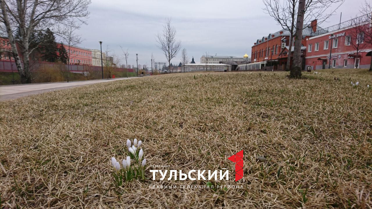 На Казанской набережной в Туле расцвели крокусы